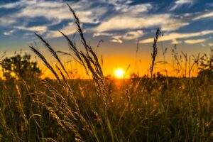 wheat, field, sunset-2391348.jpg